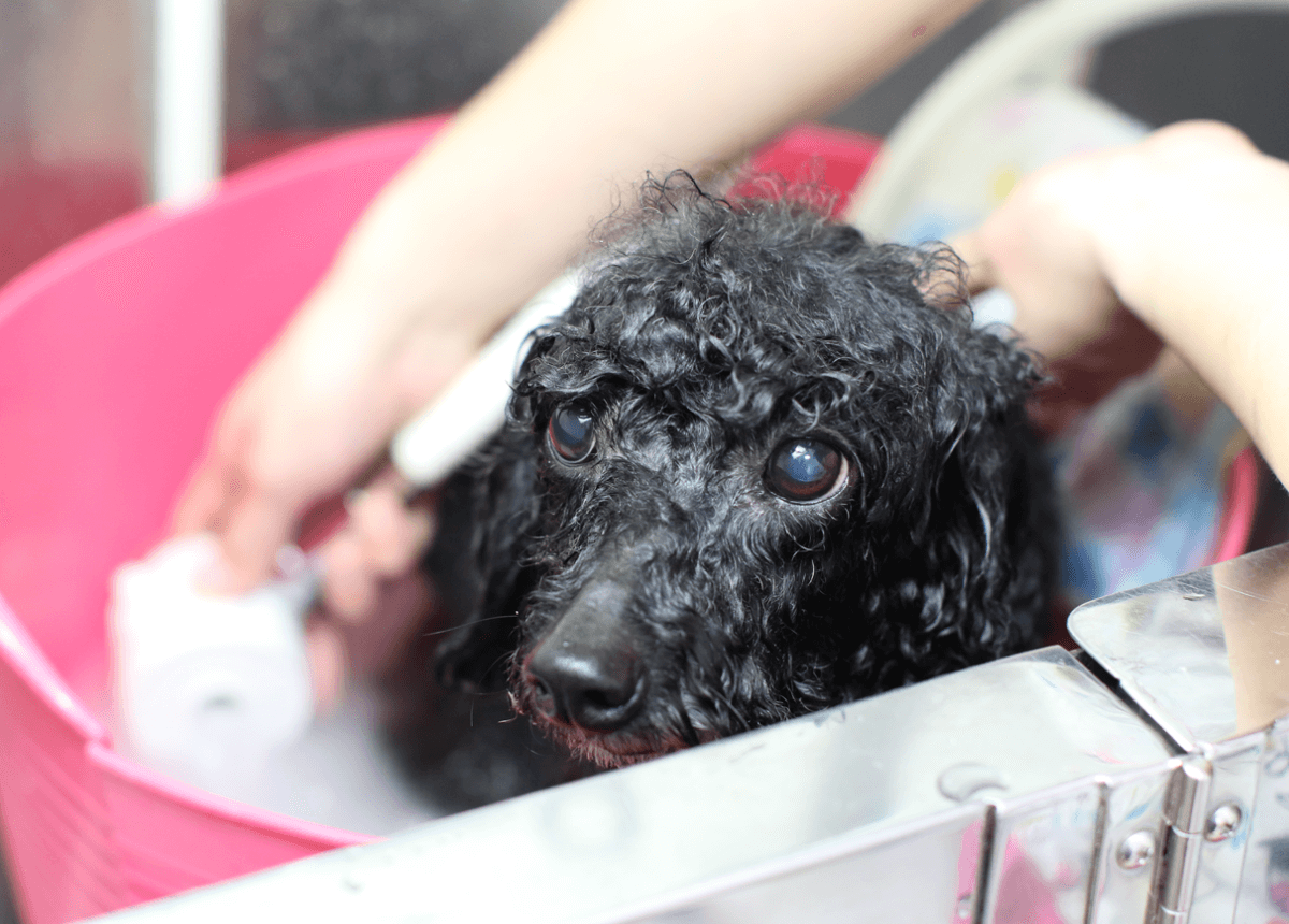 マイクロバブル